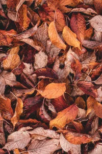Service My Furnace? - Advantage Heating & Air Conditioning, LLC